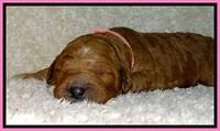 BT pups 1 wk old 551