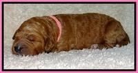 BT pups 1 wk old 561