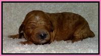 BT pups 1 wk old 581