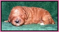 BT pups 2 wks old 651
