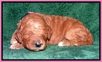 BT pups 2 wks old 661