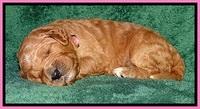 BT pups 2 wks old 711