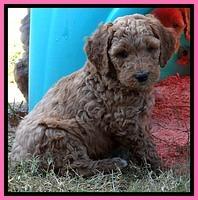 BT pups 6 wks old 25300