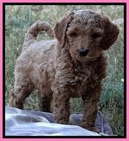 BT pups 6 wks old 26300