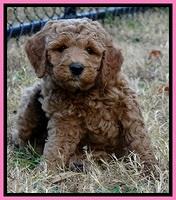 BT pups 7 weeks old 21