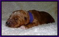 BT pups 1 wk old 831