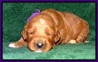 BT pups 2 wks old 1151