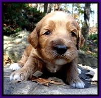 BT pups 3 wks old 351