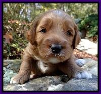 BT pups 3 wks old 381