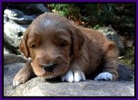 BT pups 3 wks old 391