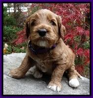 BT pups 4 wks old 221