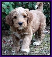 BT pups 7 weeks old 40100
