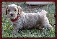 BT 4.5 weeks old 121