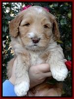 BT 5 wks old 191