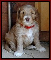 BT 5 wks old 201