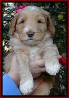 BT 5 wks old 211