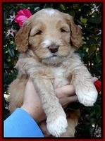 BT 5 wks old 221