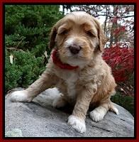 BT pups 4 wks old 61