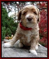 BT pups 4 wks old 71