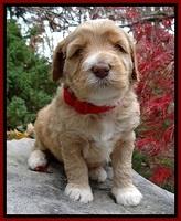 BT pups 4 wks old 81