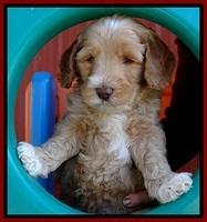 BT pups 6 wks old 191