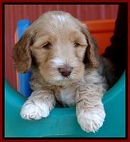 BT pups 6 wks old 201