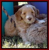 BT pups 6 wks old 251