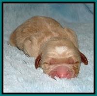 BT 2 days old 511