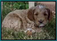 BT 5 wks old 291