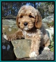 BT 8 wks old  21