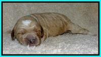 BT pups 1 wk old 961