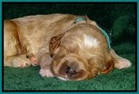 BT pups 2 wks old 1011