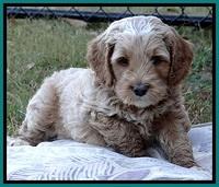 BT pups 6 wks old 05300