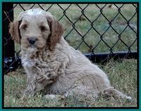BT pups 6 wks old 06300