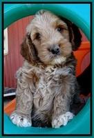 BT pups 6 wks old 101