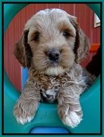 BT pups 6 wks old 81