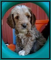BT pups 6 wks old 91