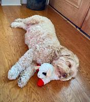 Callie 7 weeks preg with texas babies