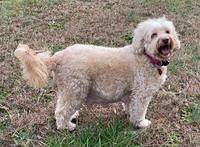 Callie Texas preg 2 2