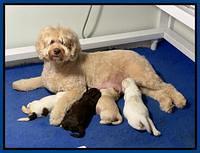 Callie Texas pups 2 wks old w mom 2