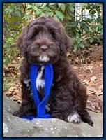 Individual puppy photos