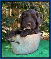 Callie Texas 5 wks old 31