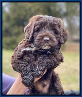 Callie Texas 6 wks old 11