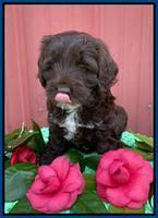 Callie Texas 6 wks old 31