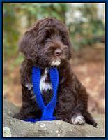 Callie Texas 8 wks old 11