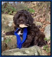 Callie Texas 8 wks old 31