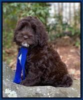 Callie Texas 8 wks old 41