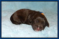 Callie Texas Newborn 3