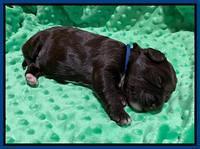 Callie Texas pups 1 wk old 31