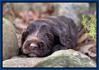 Callie Texas pups 3 wks old 31
